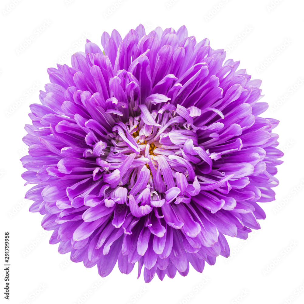 Purple aster flower isolated on white background, top view. Macro image for greeting cards and various holidays Purple aster flower isolated on white background, top view. Macro image for greeting cards and various holidays
