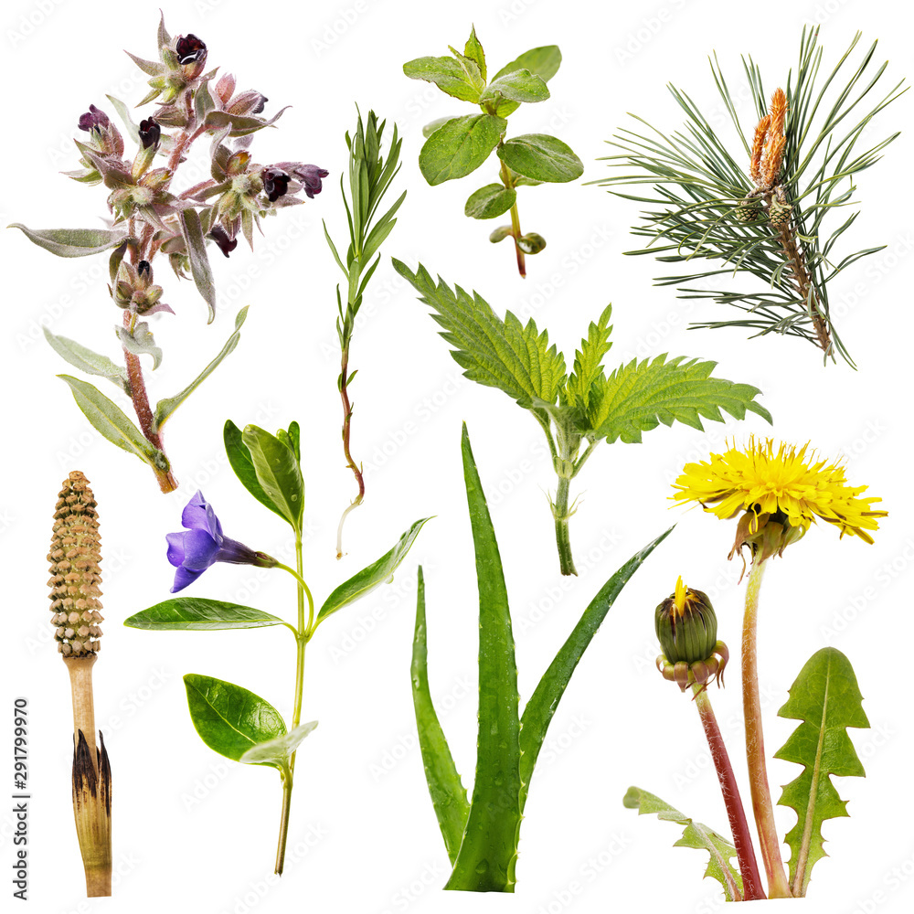 Naklejka premium Set of various plants isolated on a white background. Some herbs are used for both medical and food purposes
