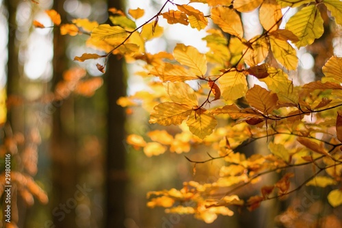Beautiful autumnal golden colored leaves in the forest  shining sunlight