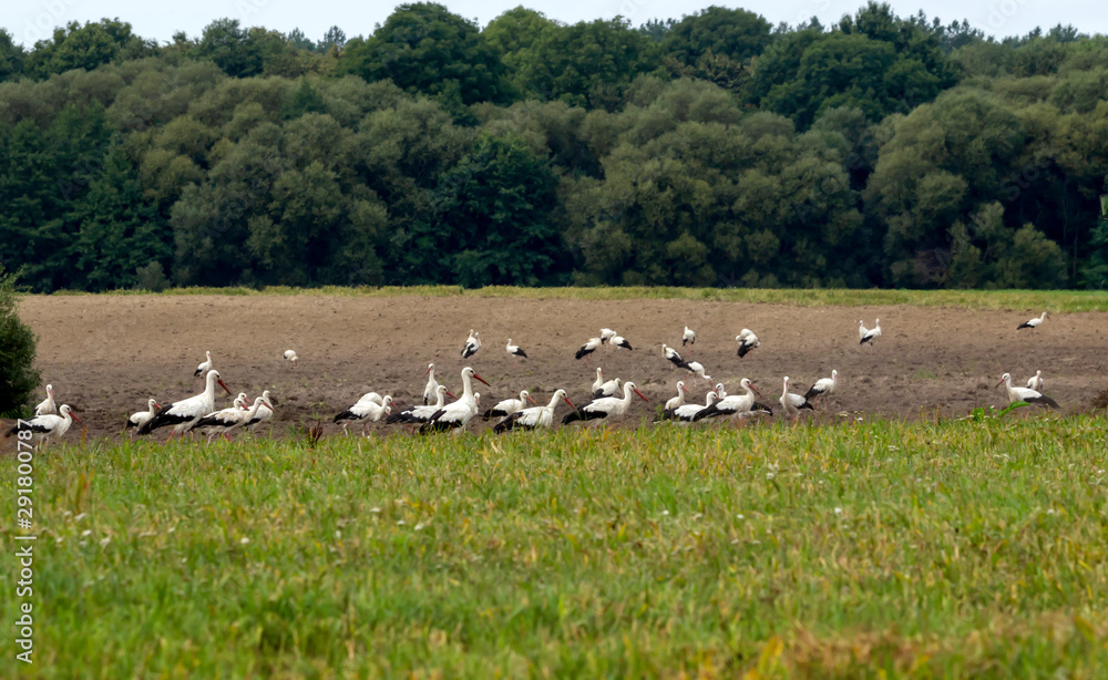 Storks in a group before flying south.