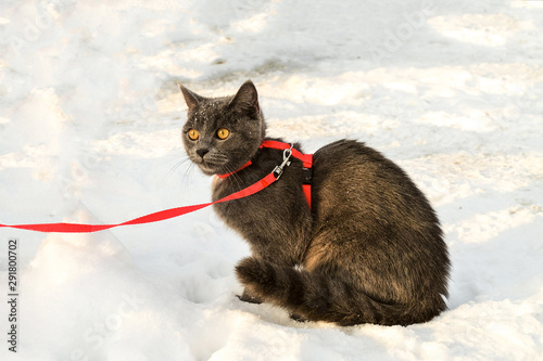 Young British blue shorthair cat in harness on a winter walk. Gray cat on the among the snow.