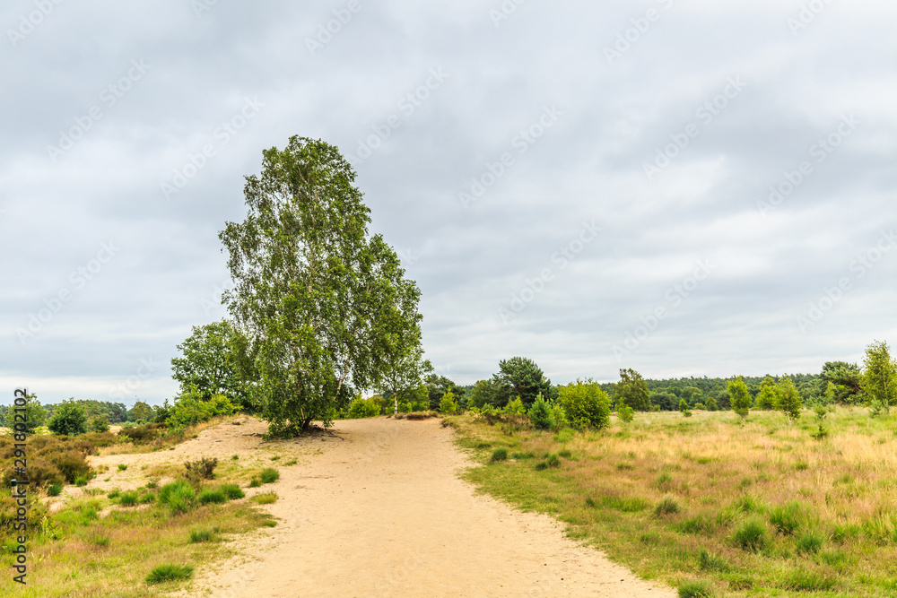 Landscape Rozendaalse Veld in the Dutch province of Gelderland during the great drought 2018 a sand path with solitary Birch tree, Betula pendula, against sky with gray clouds Landscape Rozendaalse Veld in the Dutch province of Gelderland during the great drought 2018 a sand path with solitary Birch tree, Betula pendula, against sky with gray clouds