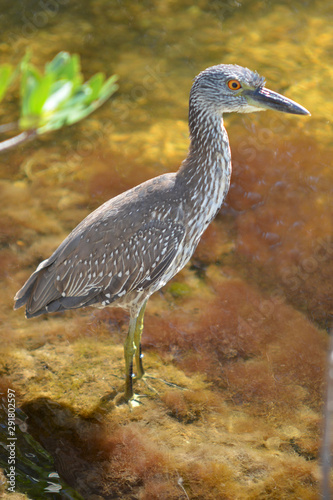 Juvenile Yellow Crowned Night Heron photo