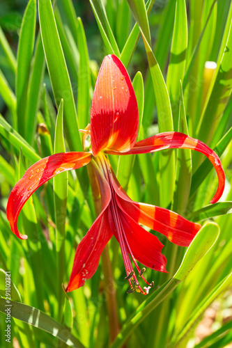 Sprekelia in macro