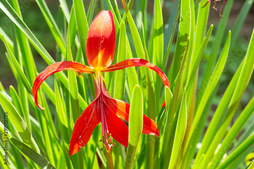 Sprekelia in landscape
