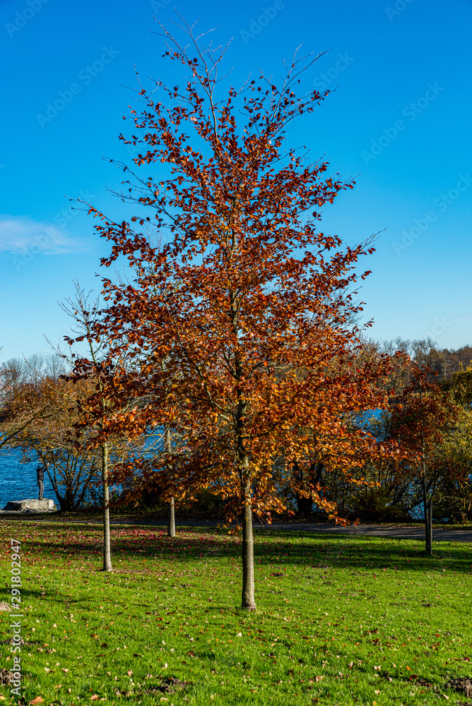 Naklejka premium autumn scene with red yellow brown and orange colors the change of seasons