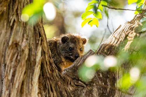 Tree Hyrax