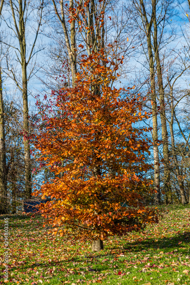 autumn scene with red yellow brown and orange colors the change of seasons