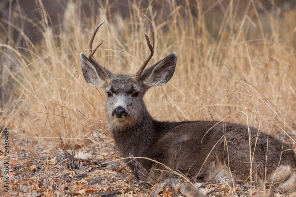 Nice Mule deer Buck in Colorado in Fall Nice Mule deer Buck in Colorado in Fall
