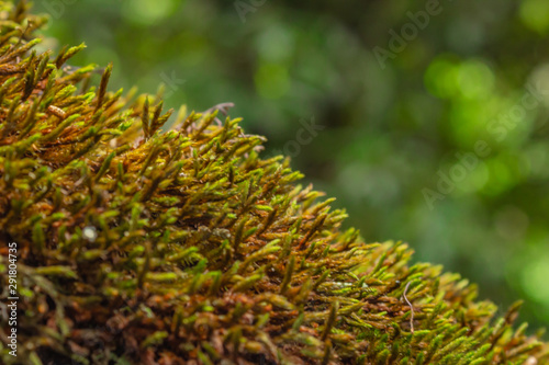 moss on tree