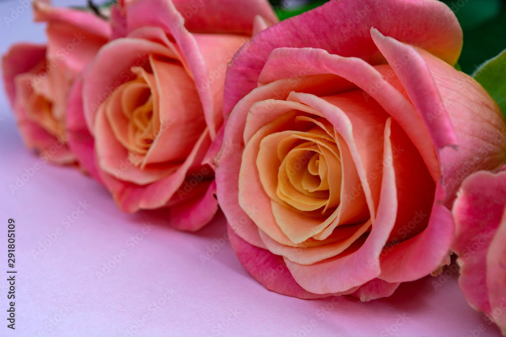 fresh, delicate roses on a pink background fresh, delicate roses on a pink background
