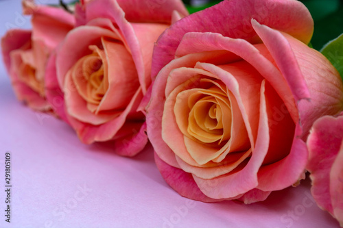 fresh  delicate roses on a pink background