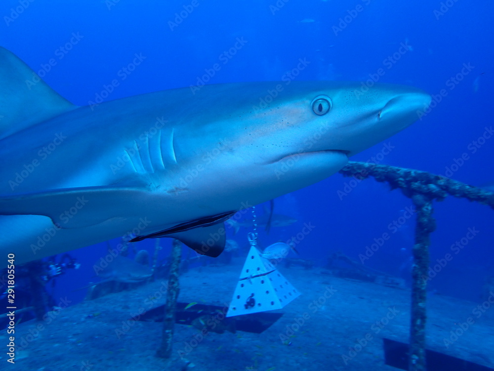 Fototapeta premium OLYMPUS DIGITAL CAMERA