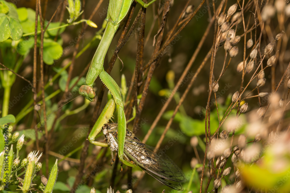 Chinese Mantis eating a cicada (Tenodera sinensis) Chinese Mantis eating a cicada (Tenodera sinensis)
