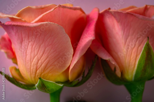 fresh  delicate roses on a pink background