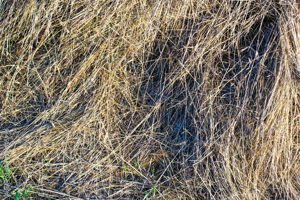 Naklejka premium texture natural hay in the autumn harvest on the farm