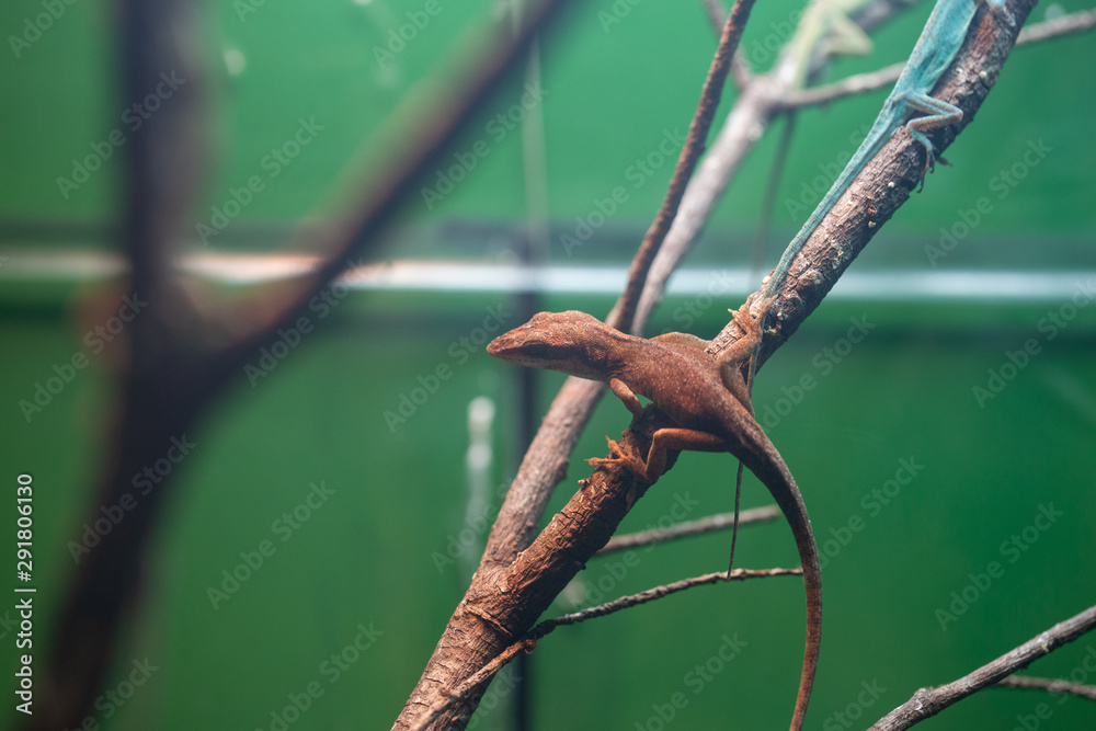 Lizard in Terrarium Lizard in Terrarium