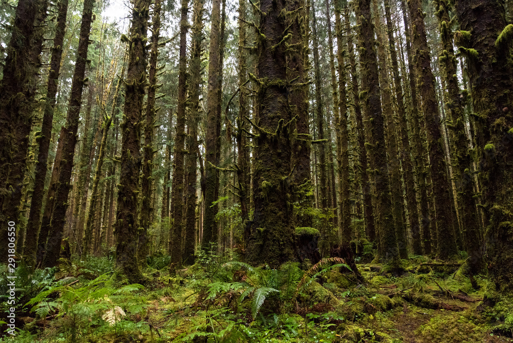 Trees of the Olympic National Park in Washington