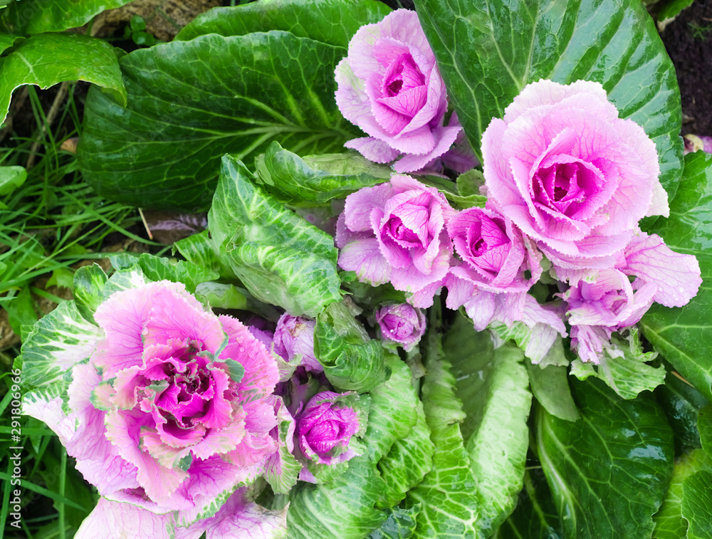 Fototapeta premium Beautiful pink-green decorative cabbage in the garden. Natural floral background