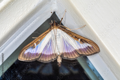 Buchsbaumzünsler Falter makro photo