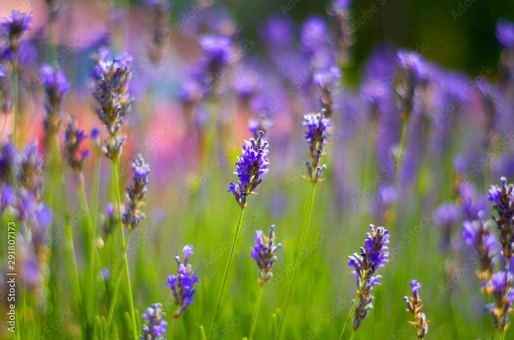 Obraz premium Wild flowers of lavender and butterfly in a meadow in nature in the rays of sunlight in summer or spring. Close-up of a macro. A picturesque colorful artistic image with a soft focus