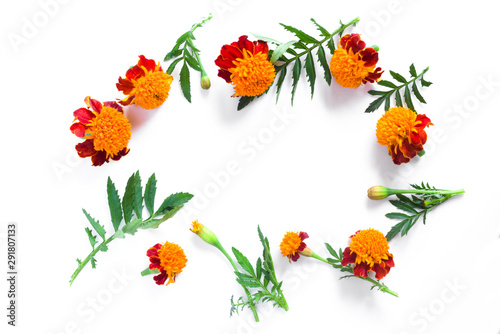Frame of beautiful orange marigolds on a white background. Natural floral background