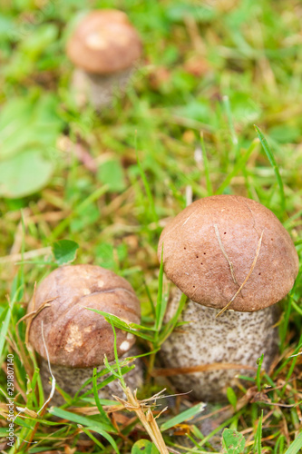 Boletus mushrooms grow in the summer in the green grass