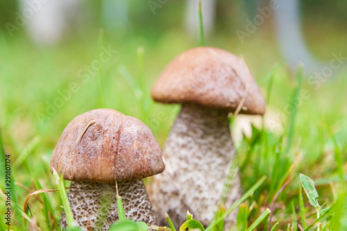 Boletus mushrooms grow in the summer in the green grass