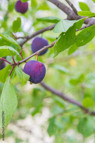 Ripe plum ripens on a tree branch in summer