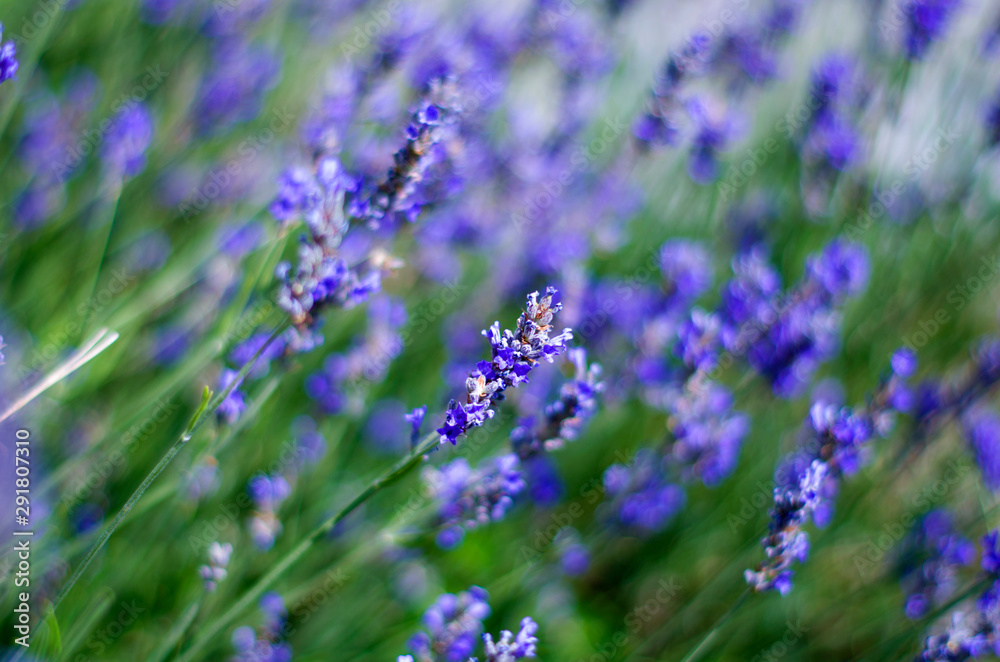 Obraz premium Wild flowers of lavender and butterfly in a meadow in nature in the rays of sunlight in summer or spring. Close-up of a macro. A picturesque colorful artistic image with a soft focus