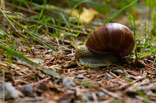 snail on the grass