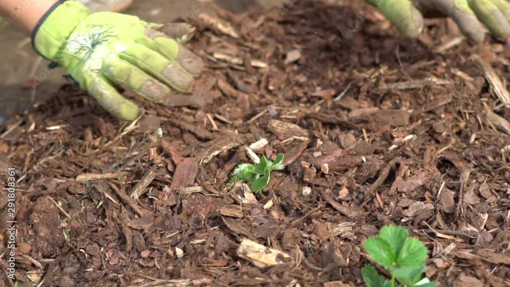 mulching garden bed with pine bark pieces / cedar wood chip, and planting little small tiny strawberry seedlings mulching garden bed with pine bark pieces / cedar wood chip, and planting little small tiny strawberry seedlings