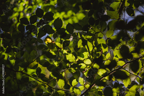 Beautiful green leaves and bright sun with bokeh effect on background