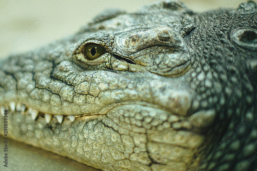 Fototapeta premium Crocodile. Close-up