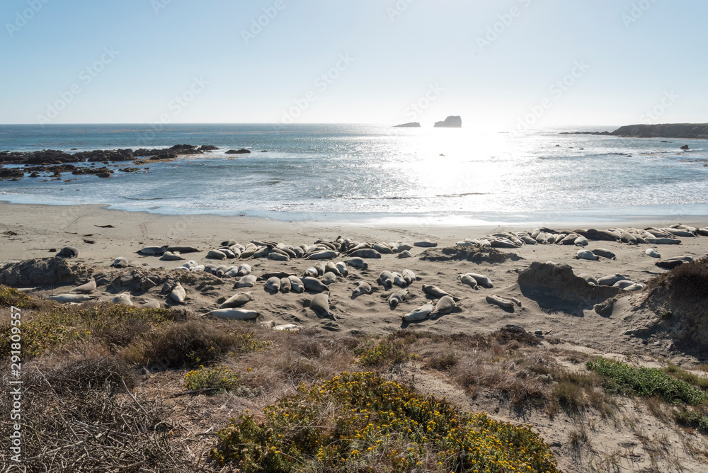 Whole Bunch of Lazy Seals at the California Coast, Highway No 1 Whole Bunch of Lazy Seals at the California Coast, Highway No 1