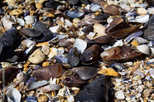 sea food mollusk with shells on black sea beach marine life travel europe vacation