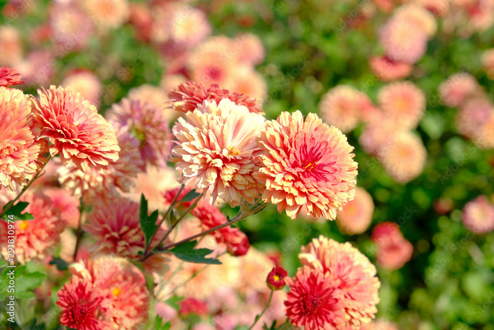 Orange flowering chrysanthemums on a flowerbed in the garden. Orange flowering chrysanthemums on a flowerbed in the garden.