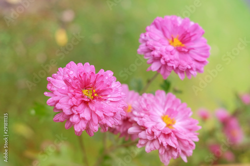 Beautiful, delicate, blooming, pink flowers chrysanthemums in the autumn day in the garden.