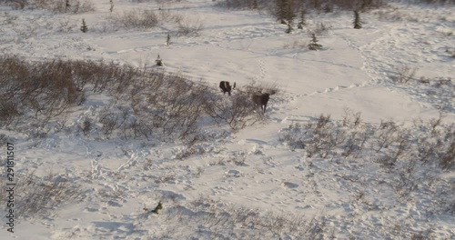  Aerial helicopter shot circling around a pair of bull moose as they run through the snowy Alaskan tundra, lens flare, drone footage