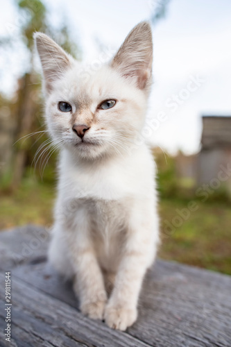 Funny, cute kitten with blue eyes sits thoughtfully on a wooden bench. © koldunova