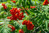 red mountain ash (lat. Sorbus aucuparia) with green leaves in summer 