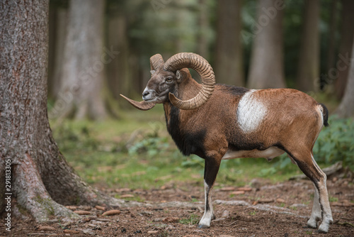 Male Mouflon in the forest