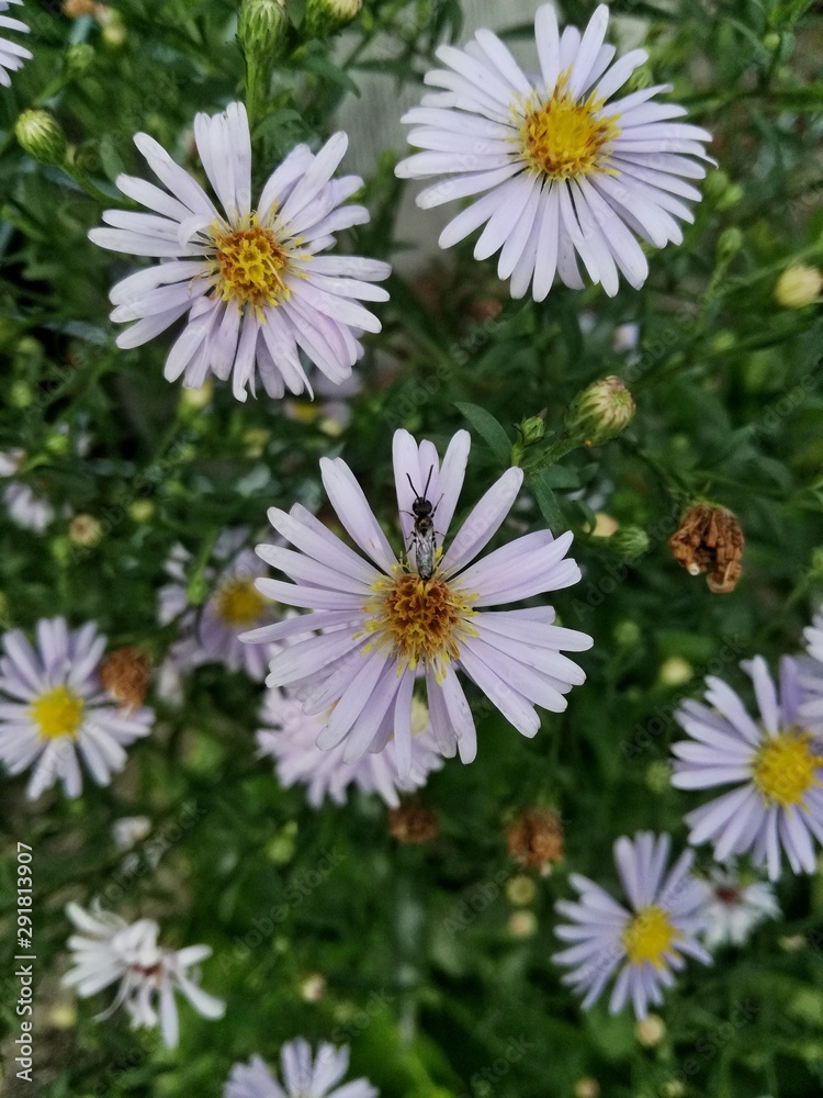 Obraz premium field of daisies