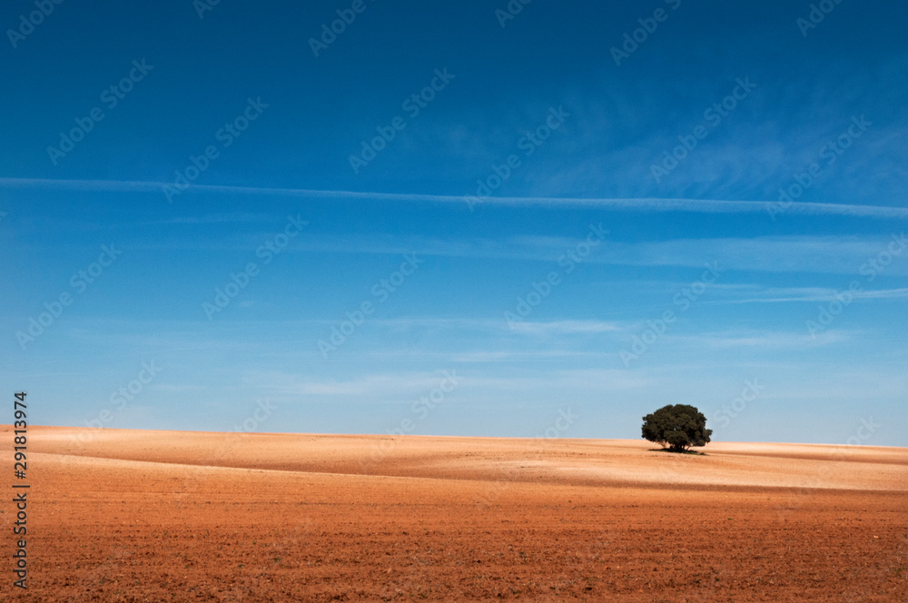Fototapeta premium Árbol solitario