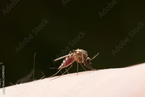 Female mosquito sucks blood sitting on the surface of human skin. On a dark green background.