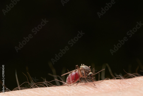 Female mosquito sucks blood sitting on the surface of human skin. On black background.