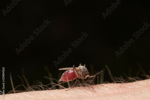 Female mosquito sucks blood sitting on the surface of human skin. On black background.