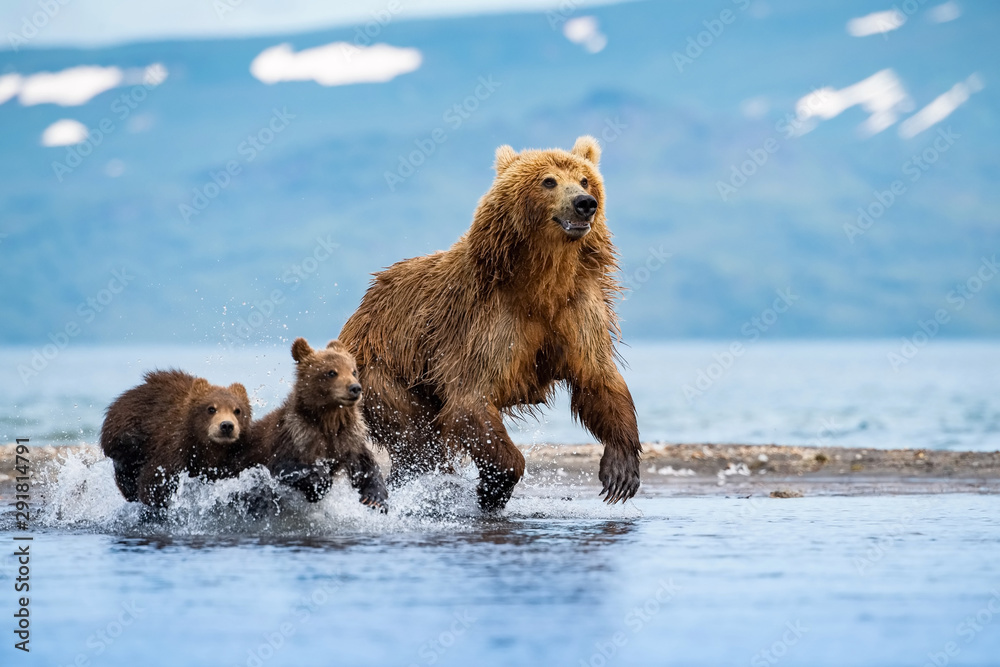 Fototapeta premium The&nbsp;Kamchatka&nbsp;brown&nbsp;bear, Ursus arctos beringianus catches salmons at Kuril Lake in Kamchatka, running in the water, action picture