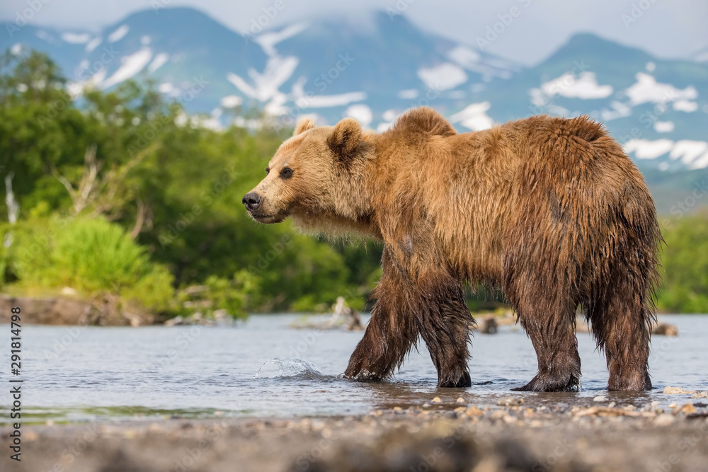 The Kamchatka brown bear, Ursus arctos beringianus catches salmons at Kuril Lake in Kamchatka, running in the water, action picture The Kamchatka brown bear, Ursus arctos beringianus catches salmons at Kuril Lake in Kamchatka, running in the water, action picture