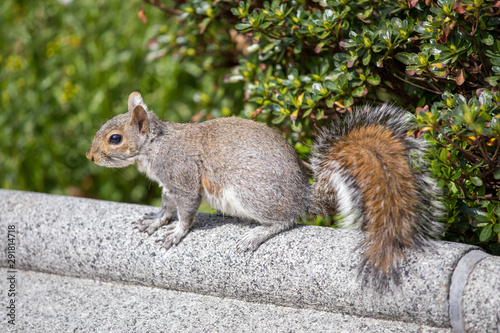 gray squirrel in spring washington dc capitol hill usa
